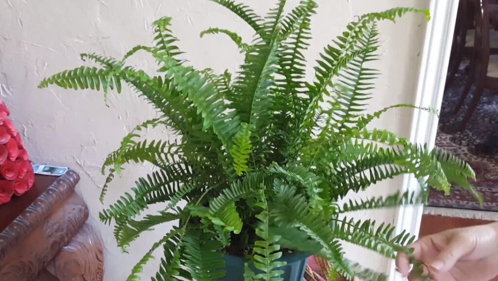 How often to Water Ferns Outside: