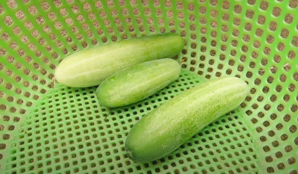 Benefits of Cucumbers?