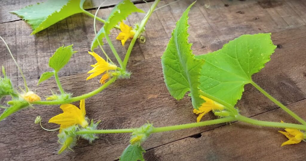 Is It Easy to Grow Cucumbers From Seed?