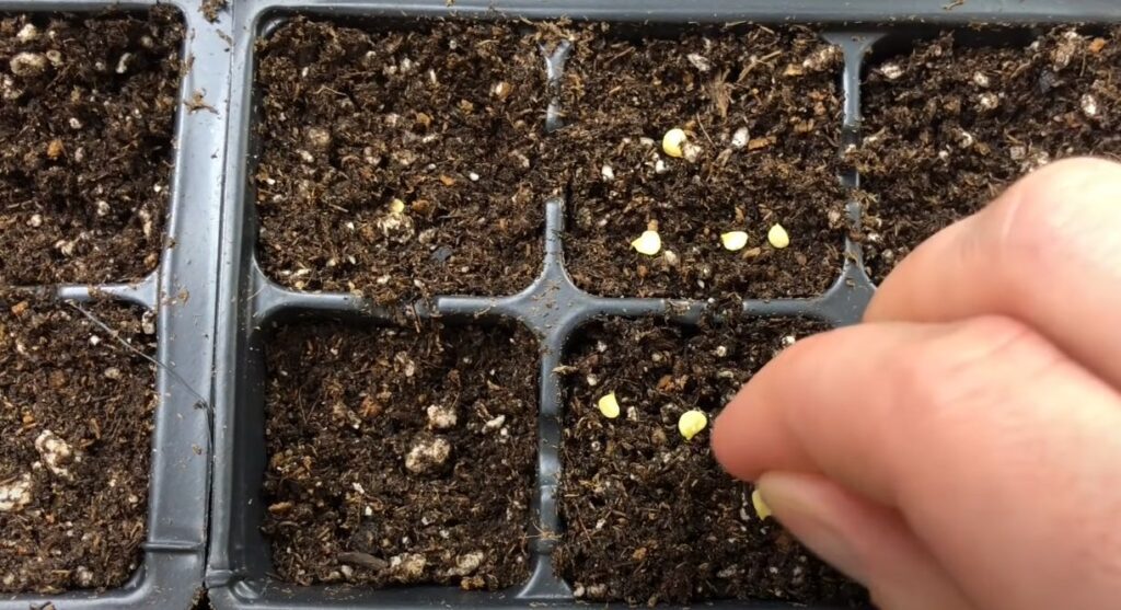 HOW TO START YOUR SEEDLINGS?