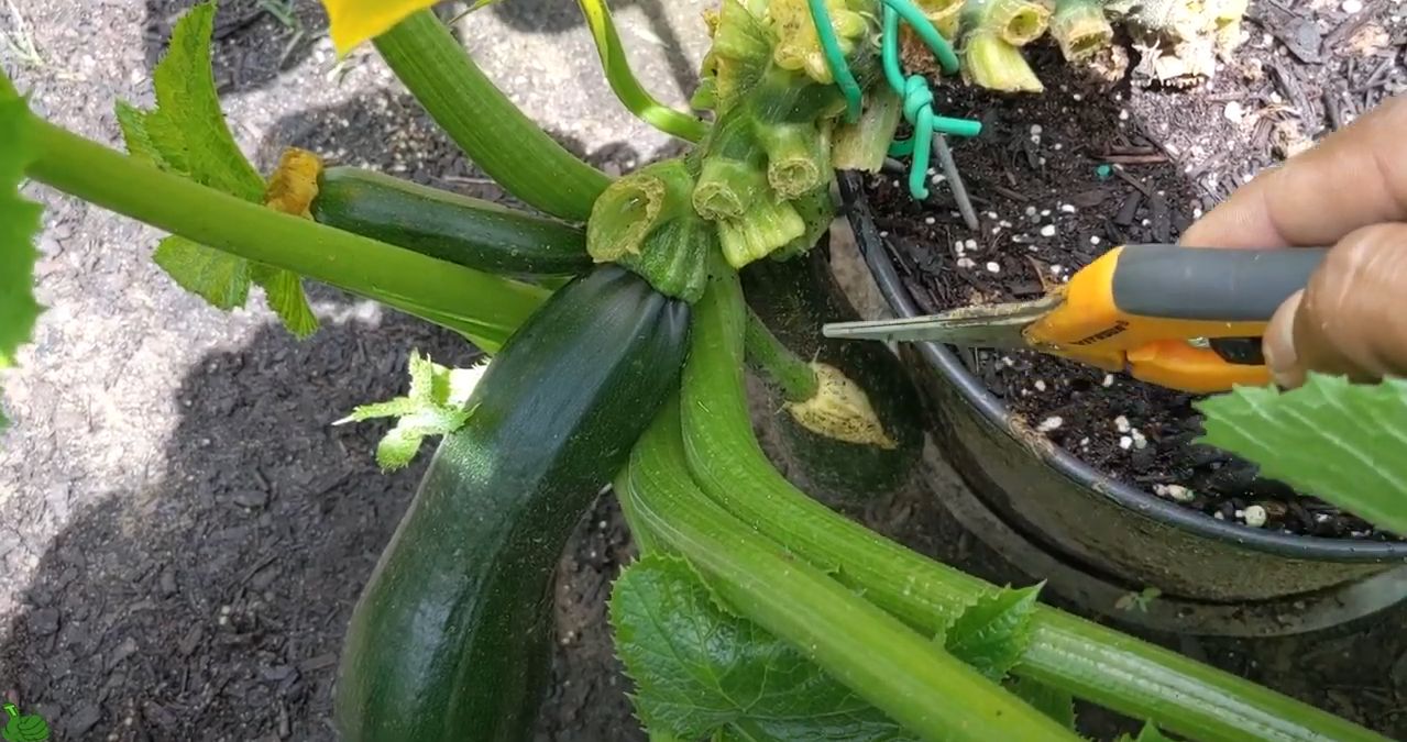 What is the zucchini plant?