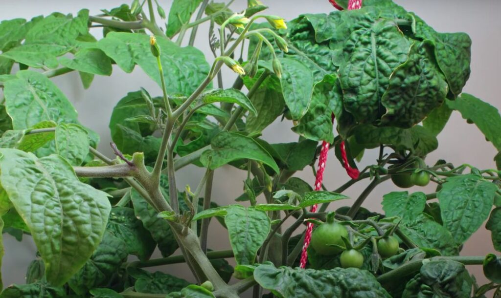How can I make my tomatoes grow faster
