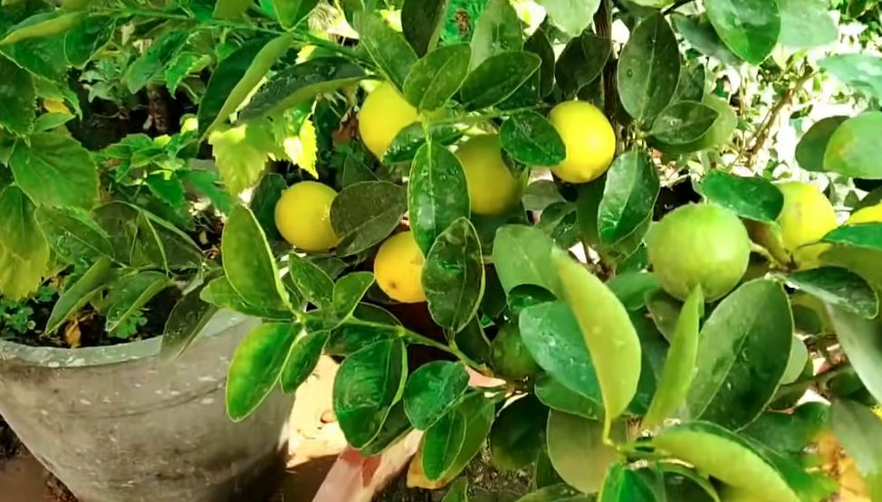 grow a lemon tree from cuttings