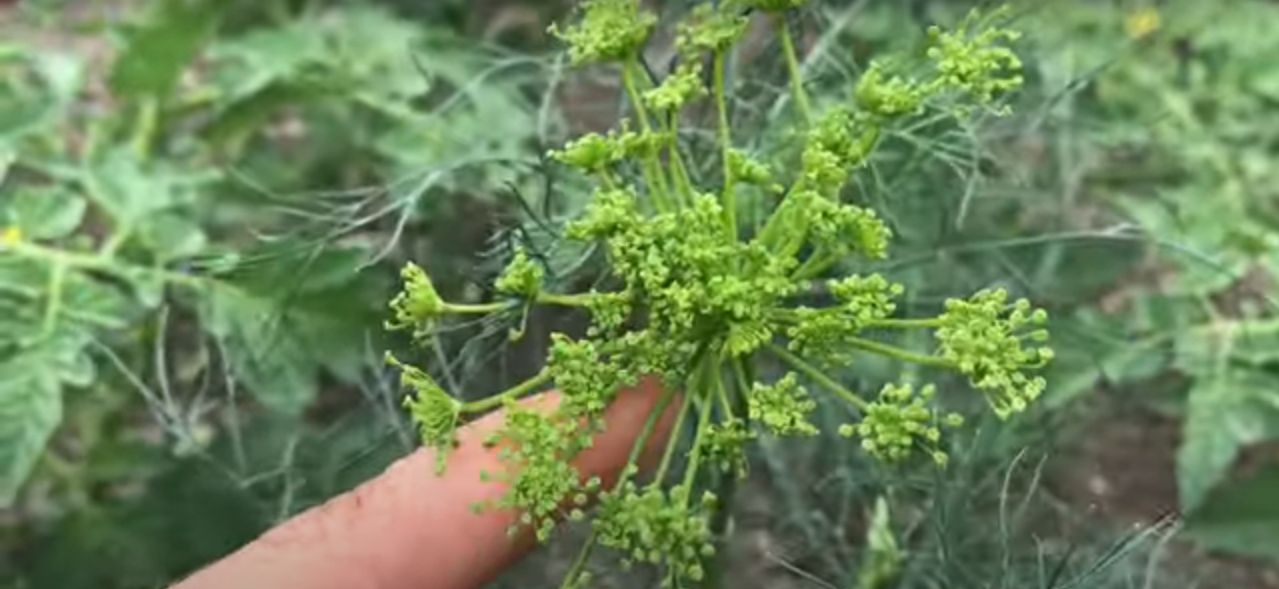 How To Harvest Dill 1 Best Step By Step Guide