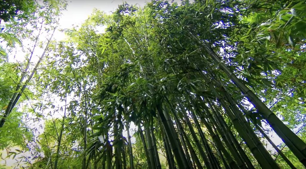 Steps to Plant Bamboo
