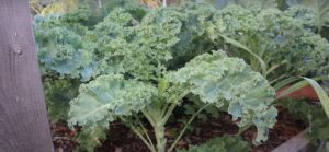 How To Harvest Kale So It Keeps Growing Step by Step