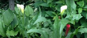 What are some tips for caring for calla lilies?