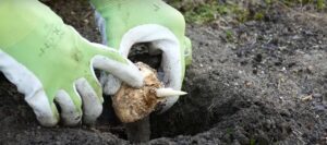 How to plant calla lily bulbs