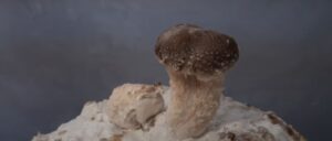 What is the best time of year to grow shiitake mushrooms?