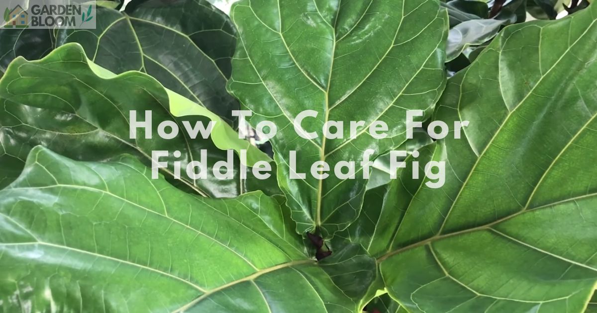How To Care For Fiddle Leaf Fig