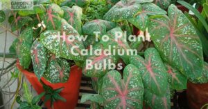 How To Plant Caladium Bulbs
