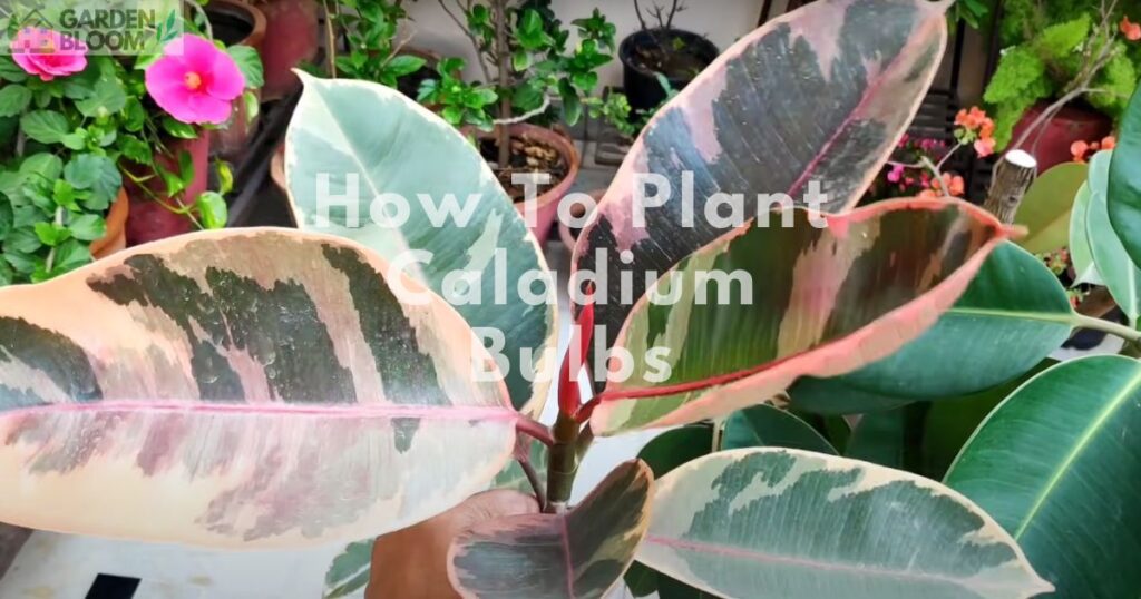 How to Propagate Rubber Plant