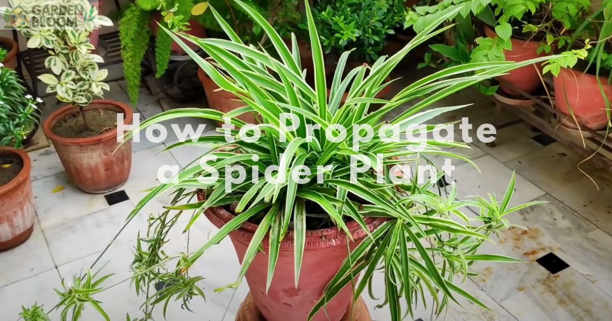 How to Propagate a Spider Plant