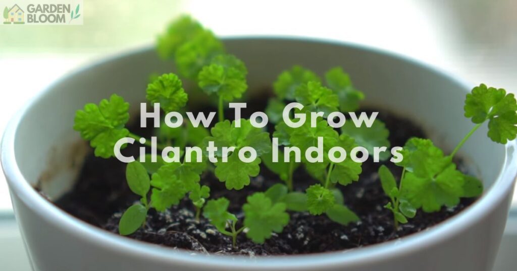 How To Grow Cilantro Indoors