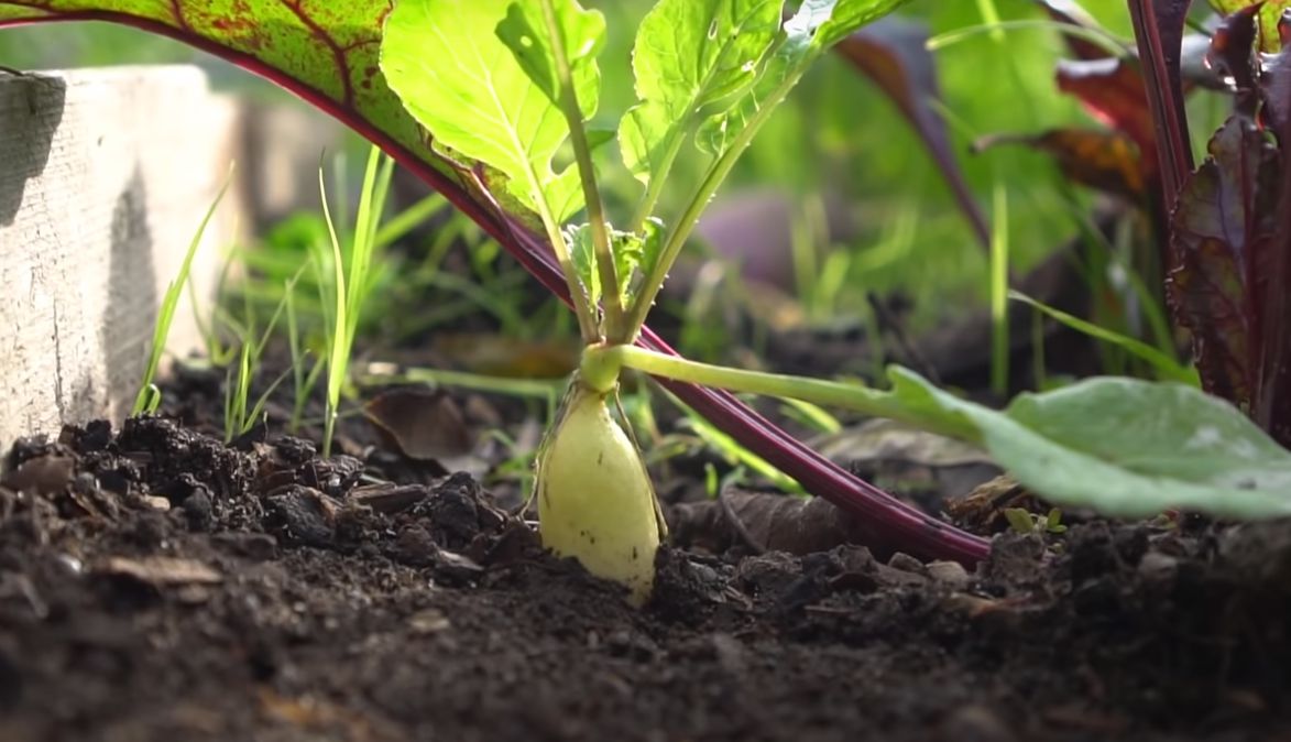 How To Grow Radishes Home & Garden Information & Products Reviews