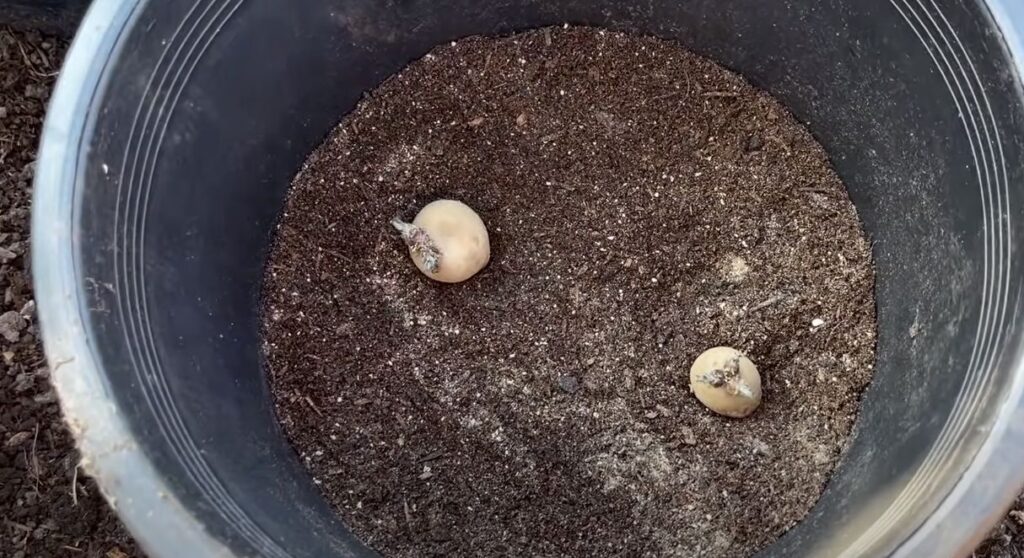 More Guide about Grow Potatoes in Container: