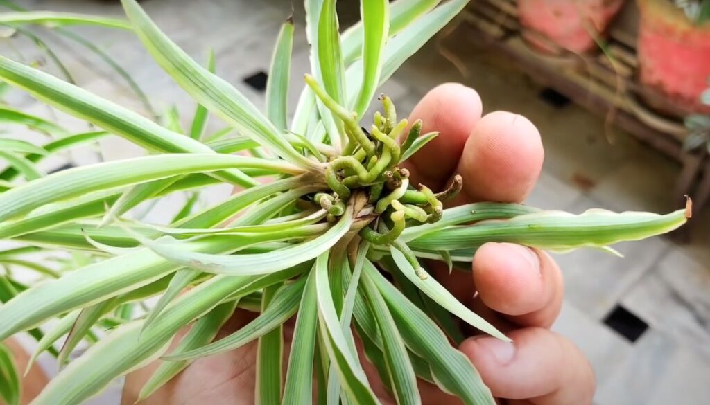 Growing Plantlets from Spider Plants