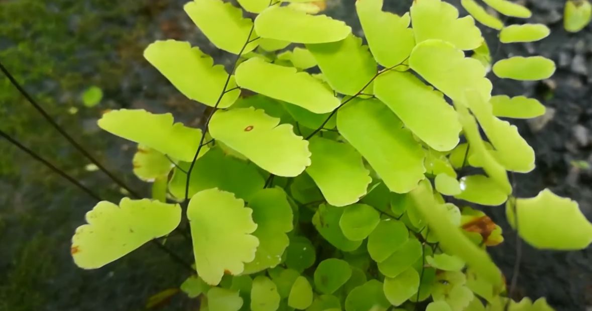 How Often to Water Ferns Home & Garden Information & Products Reviews