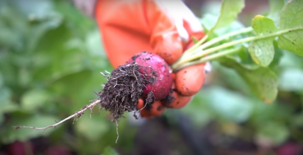How to Grow Radishes - Step By Step Guide