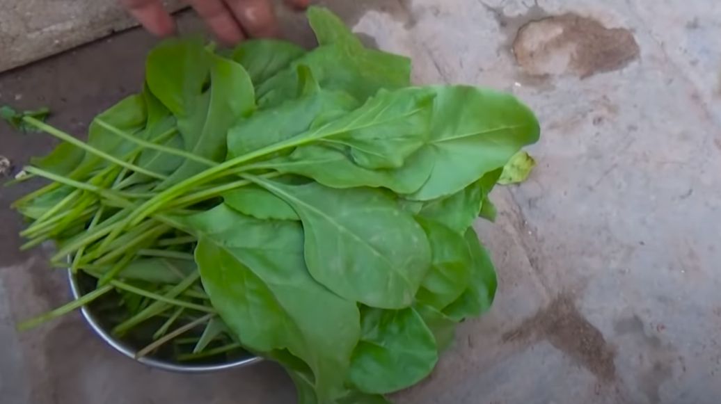 How to Grow Spinach in Pots Home & Garden Information & Products Reviews