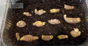 How to Grow Ginger in Cold Climates