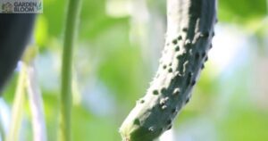 How to Grow Cucumbers Vertically