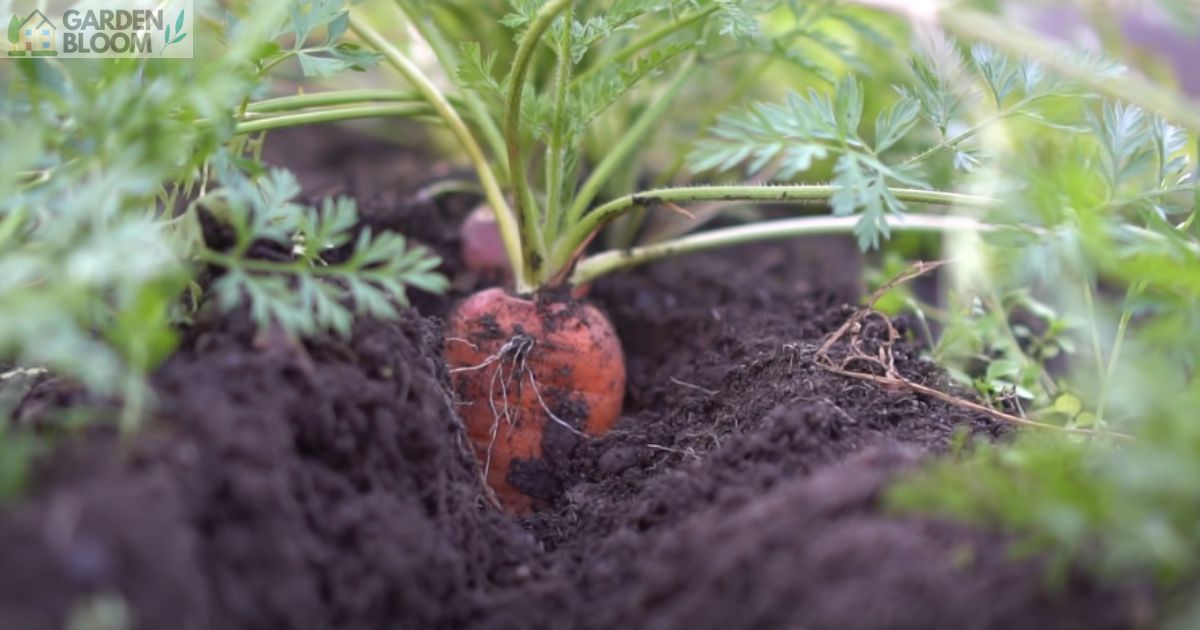 How Long do Carrots Take to Grow Home & Garden Information & Products
