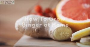 How To Grow Ginger at Home