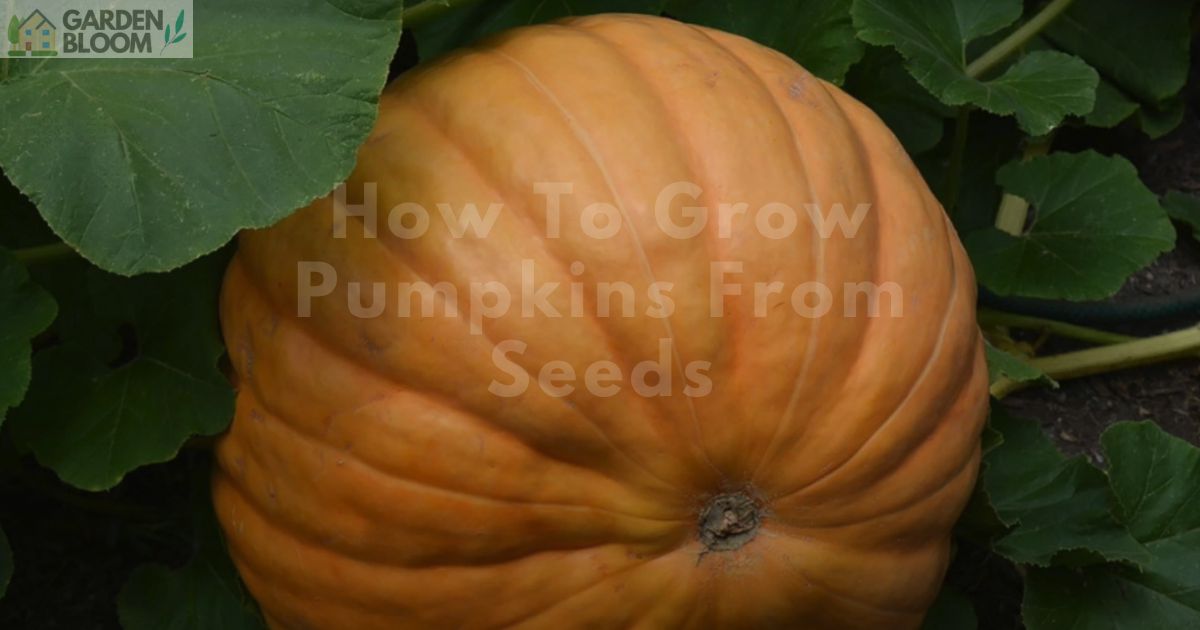 How To Grow Pumpkins From Seeds