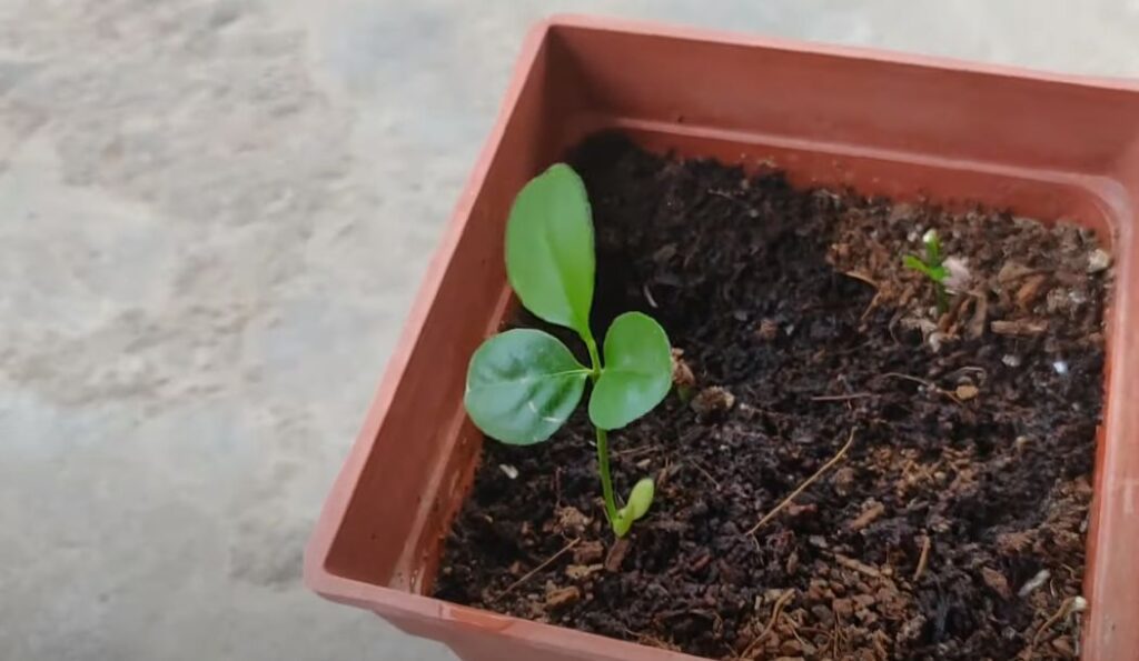 How to Grow a Lemon Tree From Seed Step by Step