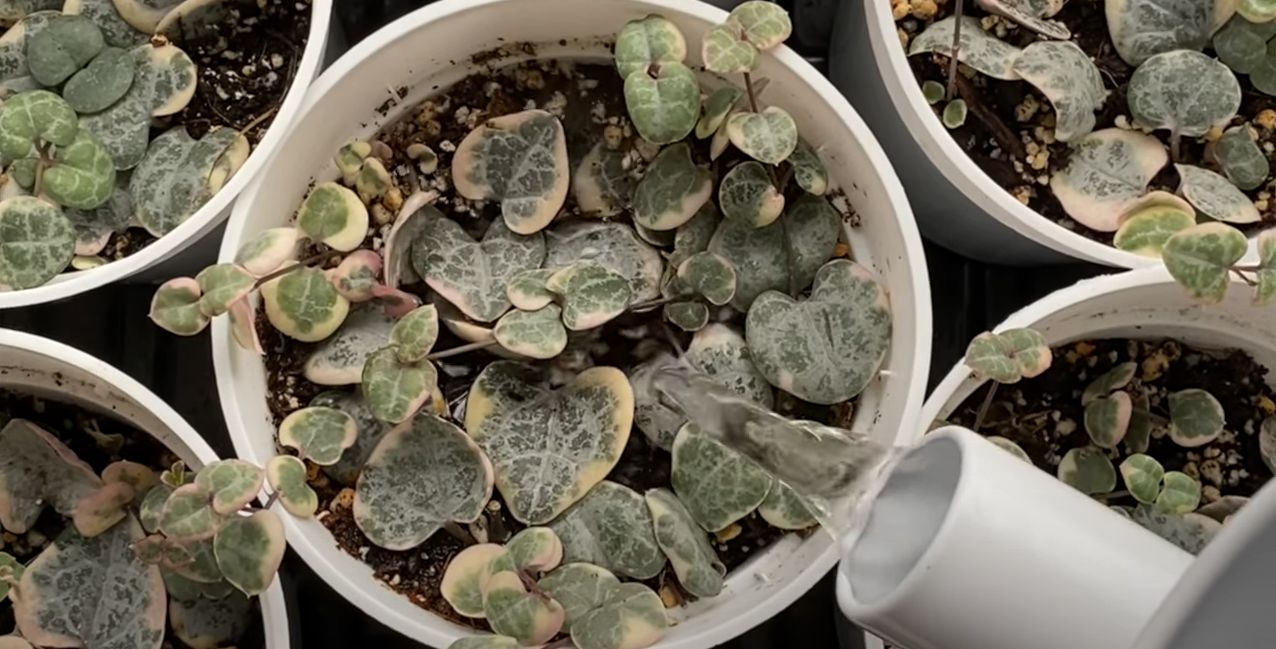  5 Best Steps to Propagate String of Hearts