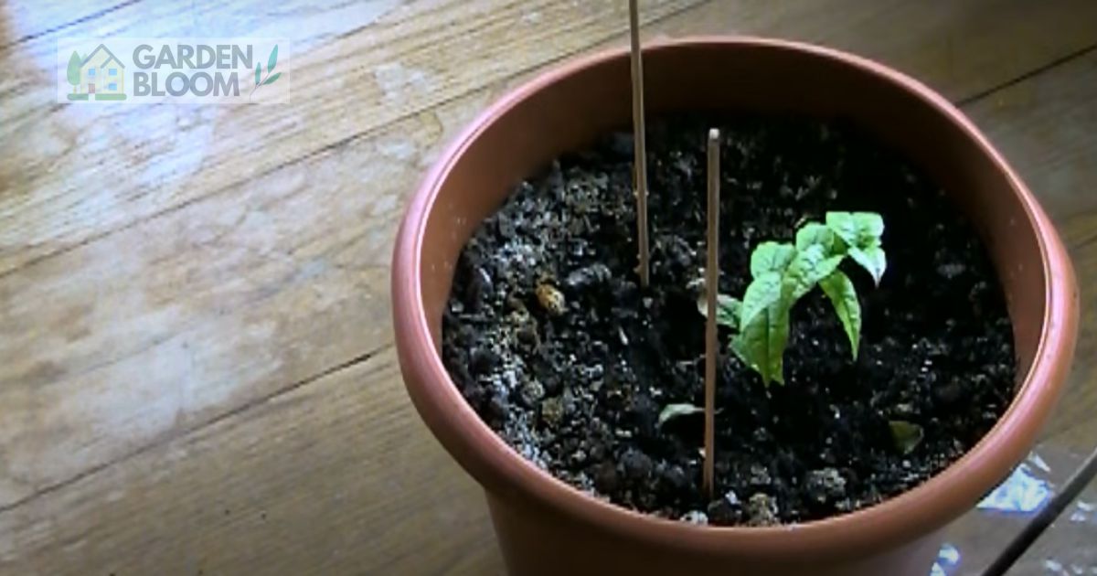 How to keep Plants Warm in Winter Home & Garden Information & Products Reviews