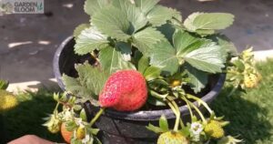 How Long Does It Take To Grow Strawberries