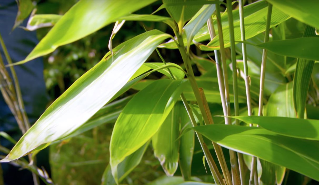 How to Plant Bamboo Home & Garden Information & Products Reviews
