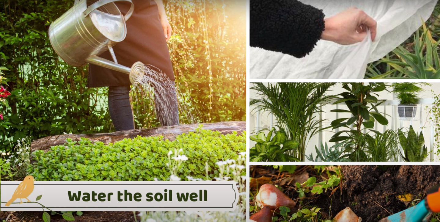 How To Protect Plants in Winter? Home & Garden Information & Products