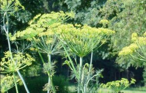 How to Harvest Dill Step by Step Guide