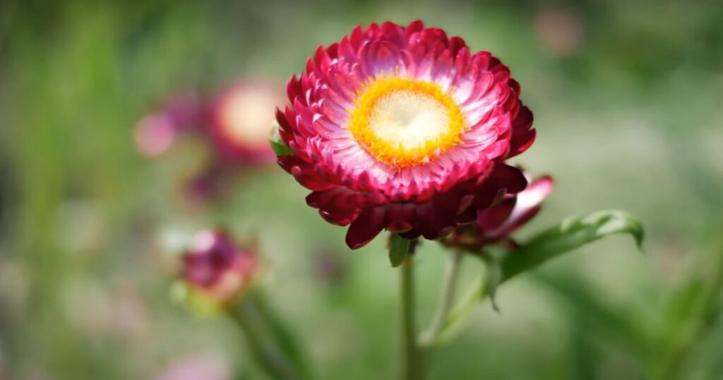 How To Plant Strawflowers