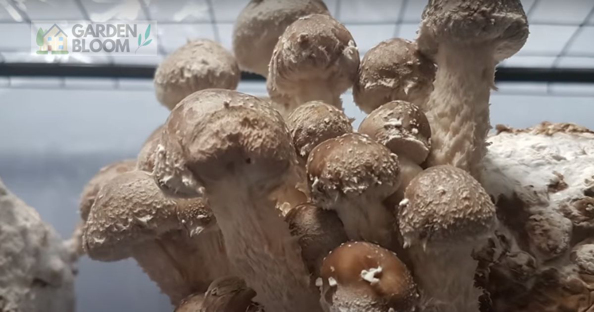 Grow Shiitake Mushrooms