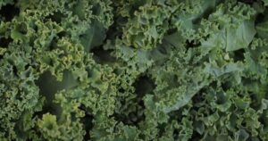 How To Harvest Kale So It Keeps Growing