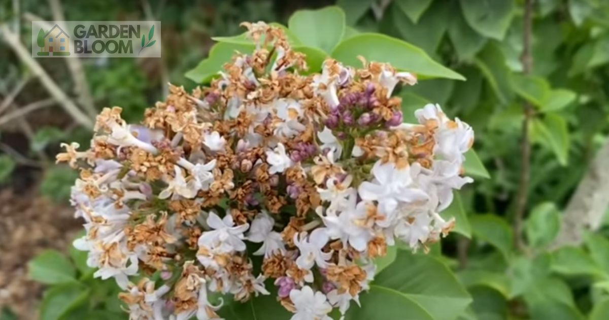 How To Prune Lilacs