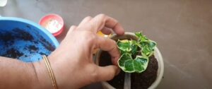How To Propagate English Ivy Complete Guide
