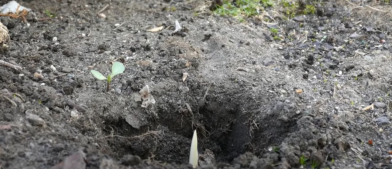 How To Plant Calla Lily Bulbs Home & Garden Information & Products Reviews